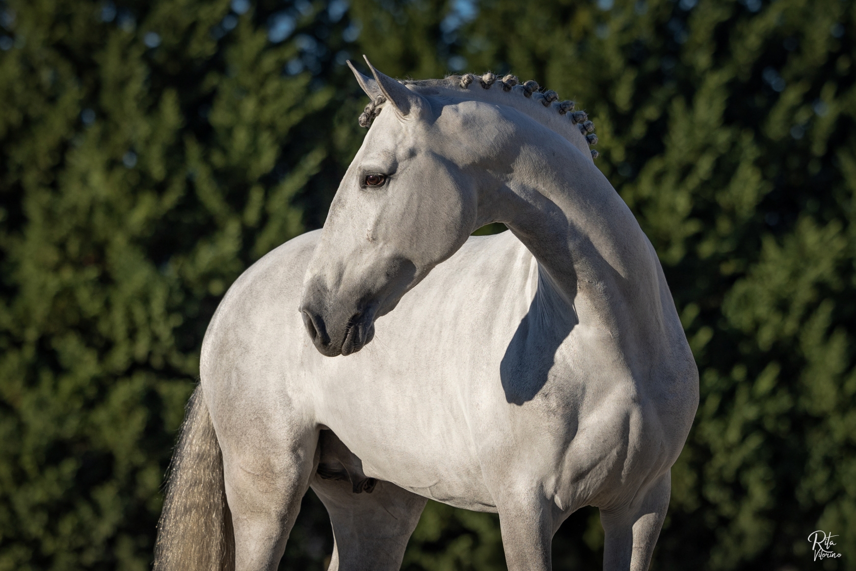 - Courela dos Concelhos - Lusitano horses