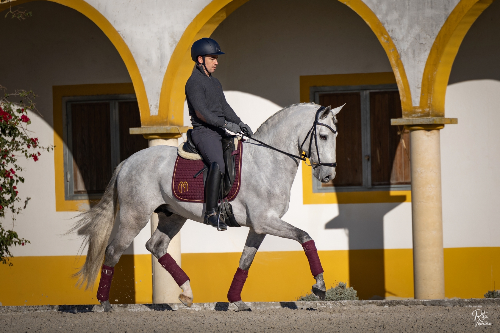 - Courela dos Concelhos - Lusitano horses