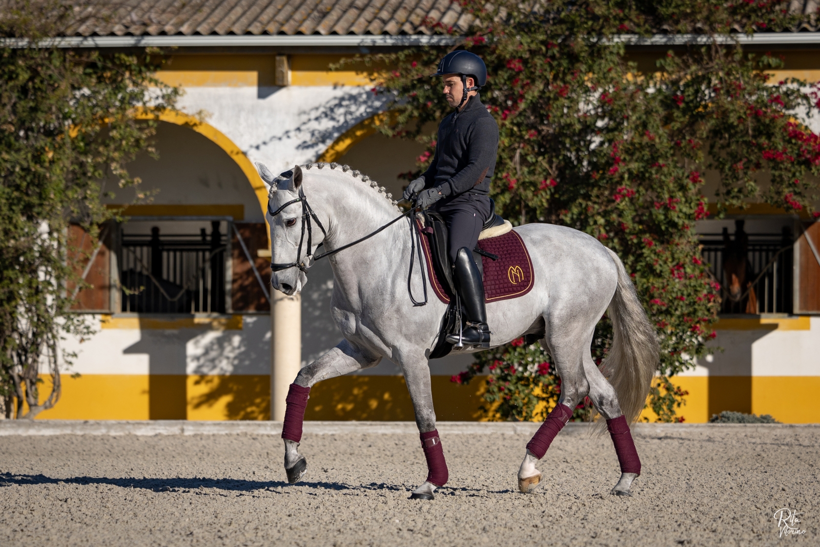 - Courela dos Concelhos - Lusitano horses