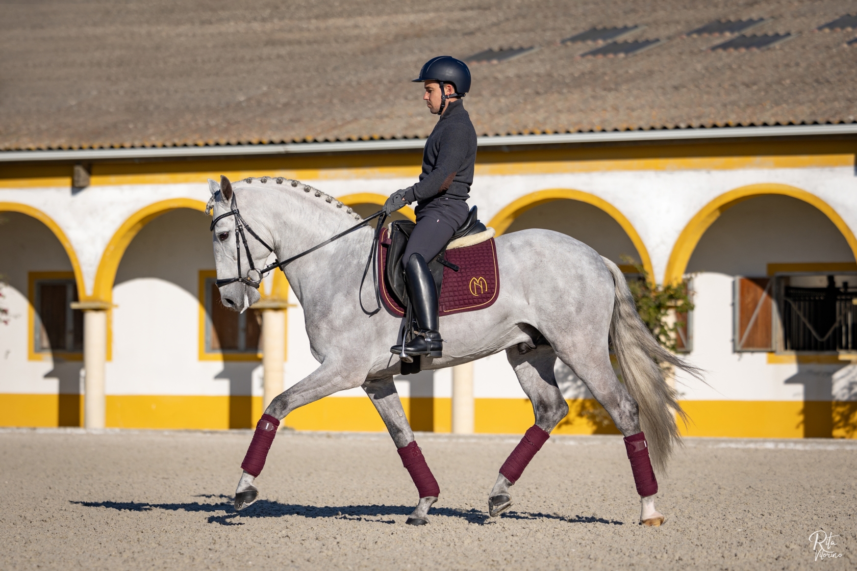 - Courela dos Concelhos - Lusitano horses